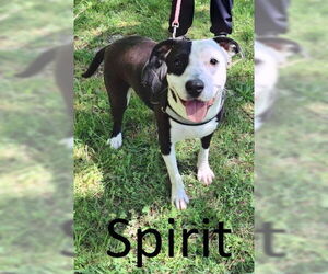 Bullboxer Pit Dogs for adoption in Mountain View, AR, USA