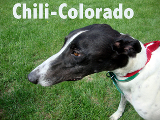 Medium Photo #1 Greyhound Puppy For Sale in THORNTON, CO, USA