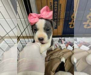 English Boston Bulldog Dogs for adoption in SHERBURNE, NY, USA