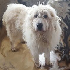 Great Pyrenees-Komondor Mix Dogs for adoption in Hamilton, MT, USA