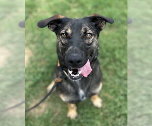 Mutt Dogs for adoption in Evansville, IN, USA