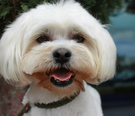 Maltipoo Dogs for adoption in Los Angeles, CA, USA