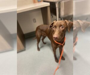 German Shorthaired Lab Dogs for adoption in Baytown, TX, USA