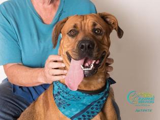 Boxweiler Dogs for adoption in Camarillo, CA, USA