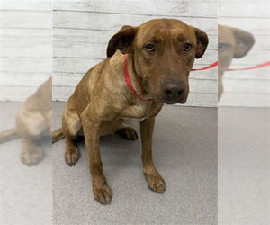 Chesapeake Bay Retriever-Unknown Mix Dogs for adoption in San Bernardino, CA, USA