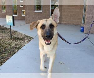German Shepherd Dog-Unknown Mix Dogs for adoption in Las Vegas, NV, USA