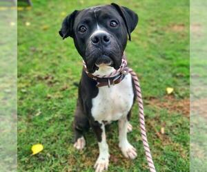 Bullboxer Pit Dogs for adoption in Long Beach, CA, USA