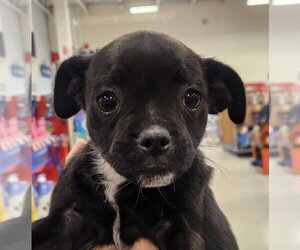 Pug-Unknown Mix Dogs for adoption in Oakland Park, FL, USA