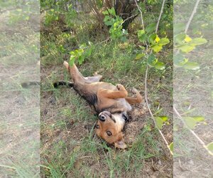 Collie-Unknown Mix Dogs for adoption in Pipe Creek, TX, USA