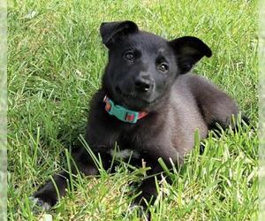 Sheprador Dogs for adoption in Batavia, OH, USA