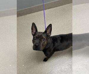 American Pit Bull Terrier-Unknown Mix Dogs for adoption in Las Vegas, NV, USA