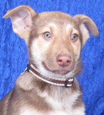 Medium Photo #1 Alaskan Husky-Unknown Mix Puppy For Sale in Cuba, NY, USA