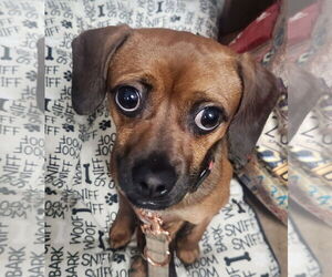 Chihuahua-Unknown Mix Dogs for adoption in Oakland Park, FL, USA