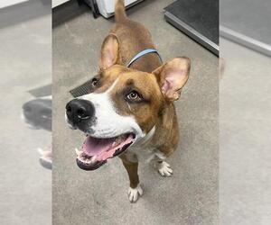 Staffordshire Bull Terrier-Unknown Mix Dogs for adoption in HESPERIA, CA, USA
