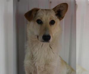 Mutt Dogs for adoption in Thief River Falls, MN, USA