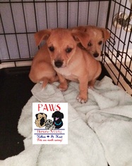 Mutt Dogs for adoption in Killeen, TX, USA
