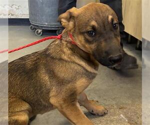 German Shepherd Dog Dogs for adoption in Camarillo, CA, USA