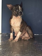 Medium Photo #1 Boston Huahua Puppy For Sale in Little Elm, TX, USA