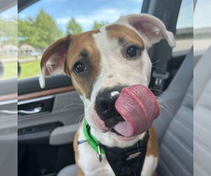 American Pit Bull Terrier-Unknown Mix Dogs for adoption in Fargo, ND, USA