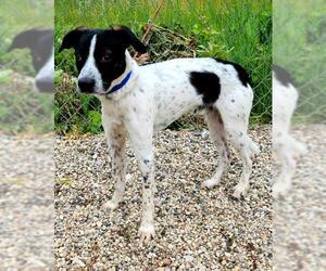Pointer Dogs for adoption in Lake City, MI, USA