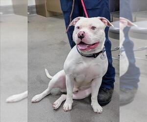 American Bulldog Dogs for adoption in Forestville, MD, USA