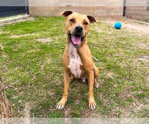 American Pit Bull Terrier Dogs for adoption in Orange, CA, USA