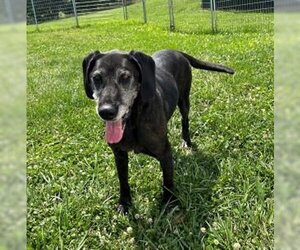 Labrador Retriever-Unknown Mix Dogs for adoption in Sistersville, WV, USA