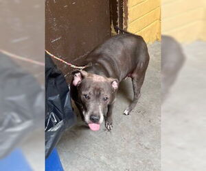 American Pit Bull Terrier Dogs for adoption in Stockton, CA, USA