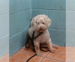 Mutt Dogs for adoption in Downey, CA, USA