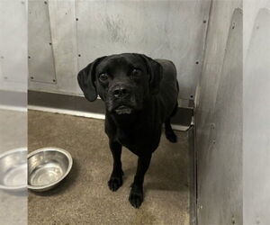 Staffordshire Bull Terrier-Unknown Mix Dogs for adoption in San Bernardino, CA, USA