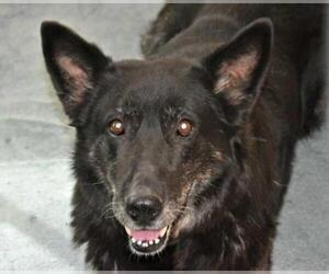 German Shepherd Dog Dogs for adoption in Dodson, MT, USA