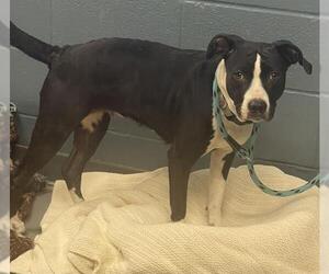 Labrador Retriever-Unknown Mix Dogs for adoption in Tallahassee, FL, USA
