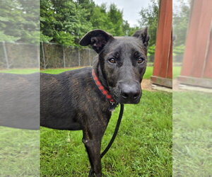 Mutt Dogs for adoption in Glen Allen, VA, USA