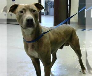 American Pit Bull Terrier Dogs for adoption in Fayetteville, NC, USA