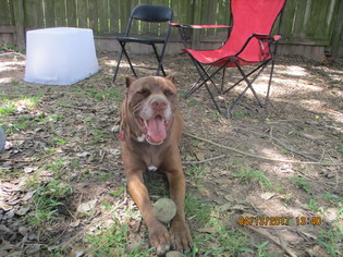 Medium Photo #1 Bulloxer Puppy For Sale in Houston, TX, USA