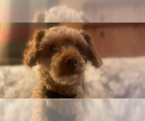 Poodle (Miniature)-Unknown Mix Dogs for adoption in Springdale, PA, USA