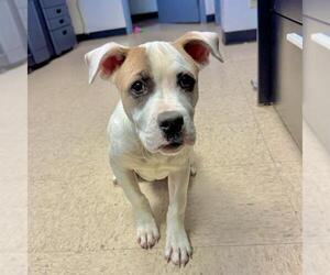 Bulldog-Unknown Mix Dogs for adoption in Olathe, KS, USA