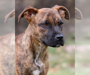 Bogle Dogs for adoption in Eureka Springs, AR, USA