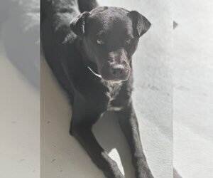 German Shorthaired Lab Dogs for adoption in Studio City, CA, USA