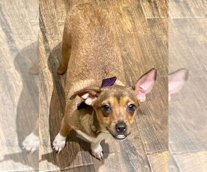 Chiweenie Dogs for adoption in Oak Bluffs, MA, USA