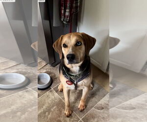 Medium Photo #8 Mutt Puppy For Sale in Forest, VA, USA