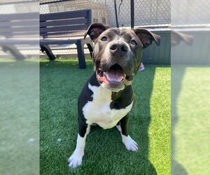 American Pit Bull Terrier Dogs for adoption in San Francisco, CA, USA