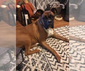 Boxer Dogs for adoption in Great Bend, KS, USA