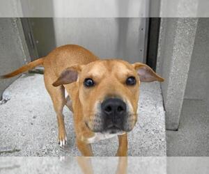 American Pit Bull Terrier Dogs for adoption in Decatur, IL, USA