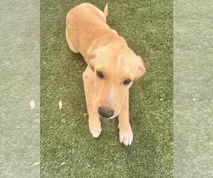Labrador Retriever-Unknown Mix Dogs for adoption in Texas City, TX, USA