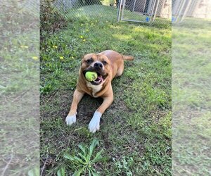 Mastiff-Unknown Mix Dogs for adoption in Glen Allen, VA, USA