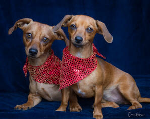 Dachshund Dogs for adoption in Phelan, CA, USA