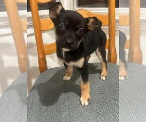 Mutt Dogs for adoption in Dana Point, CA, USA