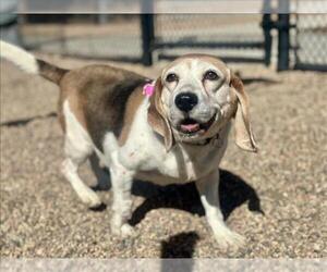 Beagle Dogs for adoption in Fort Collins, CO, USA