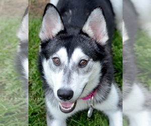 Alaskan Malamute Dogs for adoption in Royse City, TX, USA